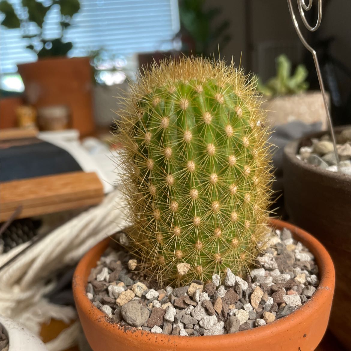 Photo of the plant species Cleistocactus icosagonus by @VerdurousIvy named Aria on Greg, the plant care app