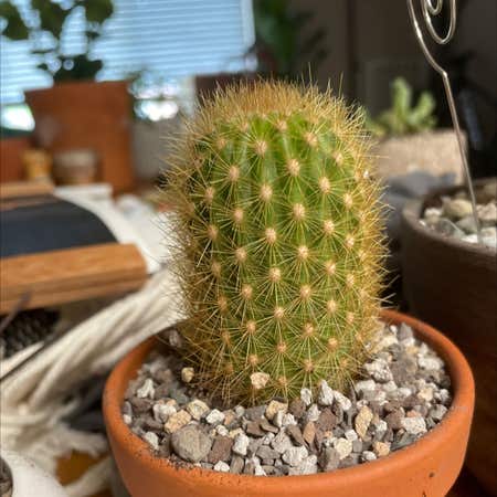 Photo of the plant species Cleistocactus icosagonus by @VerdurousIvy named Aria on Greg, the plant care app