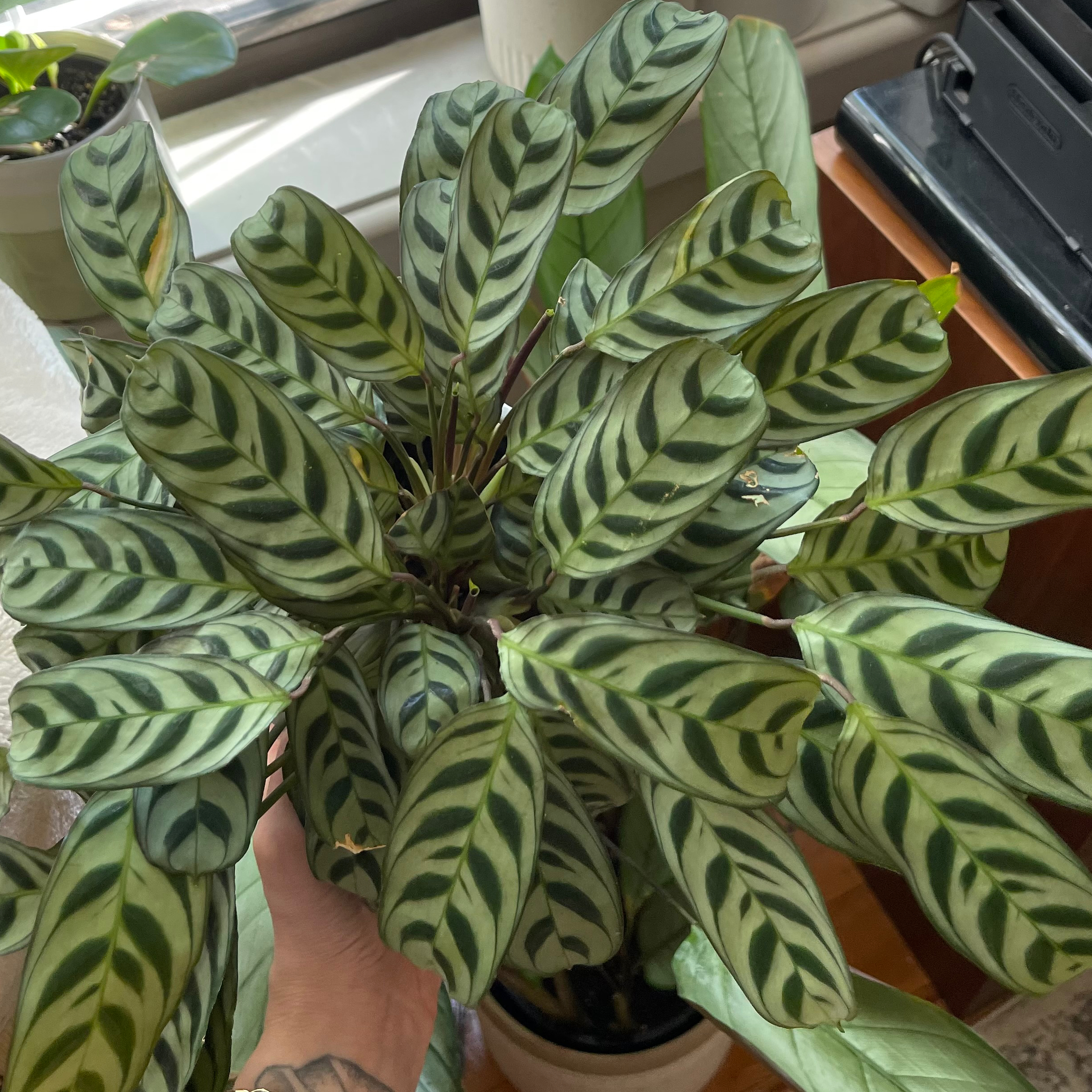 Healthy Fishbone Prayer Plant with striped green leaves in a brown pot, held by a hand to showcase the leaf pattern.