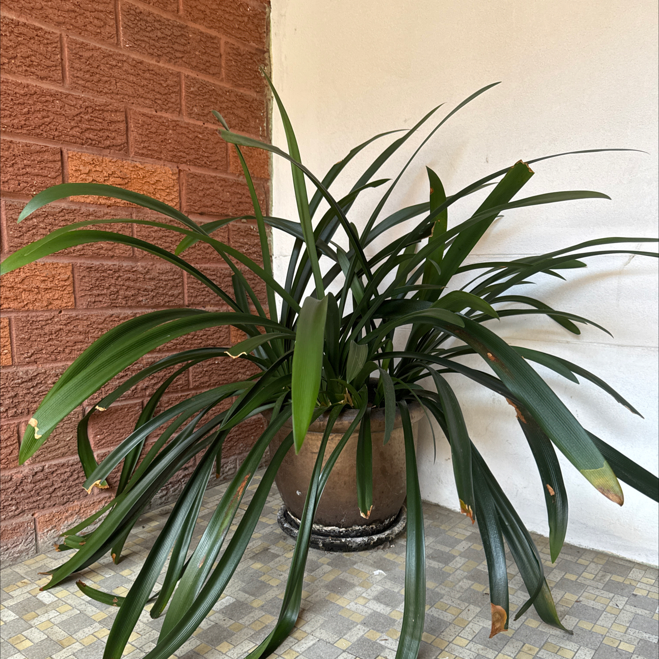 Bush Lily plant in a pot with long green leaves and some browning tips.