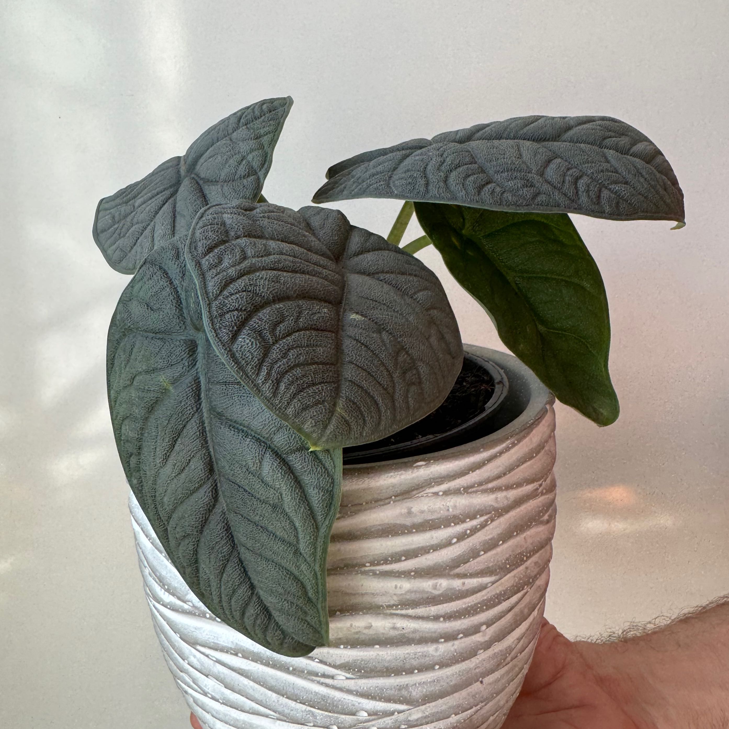 Alocasia 'Rugosa' plant in a white pot with textured design, held by a hand.