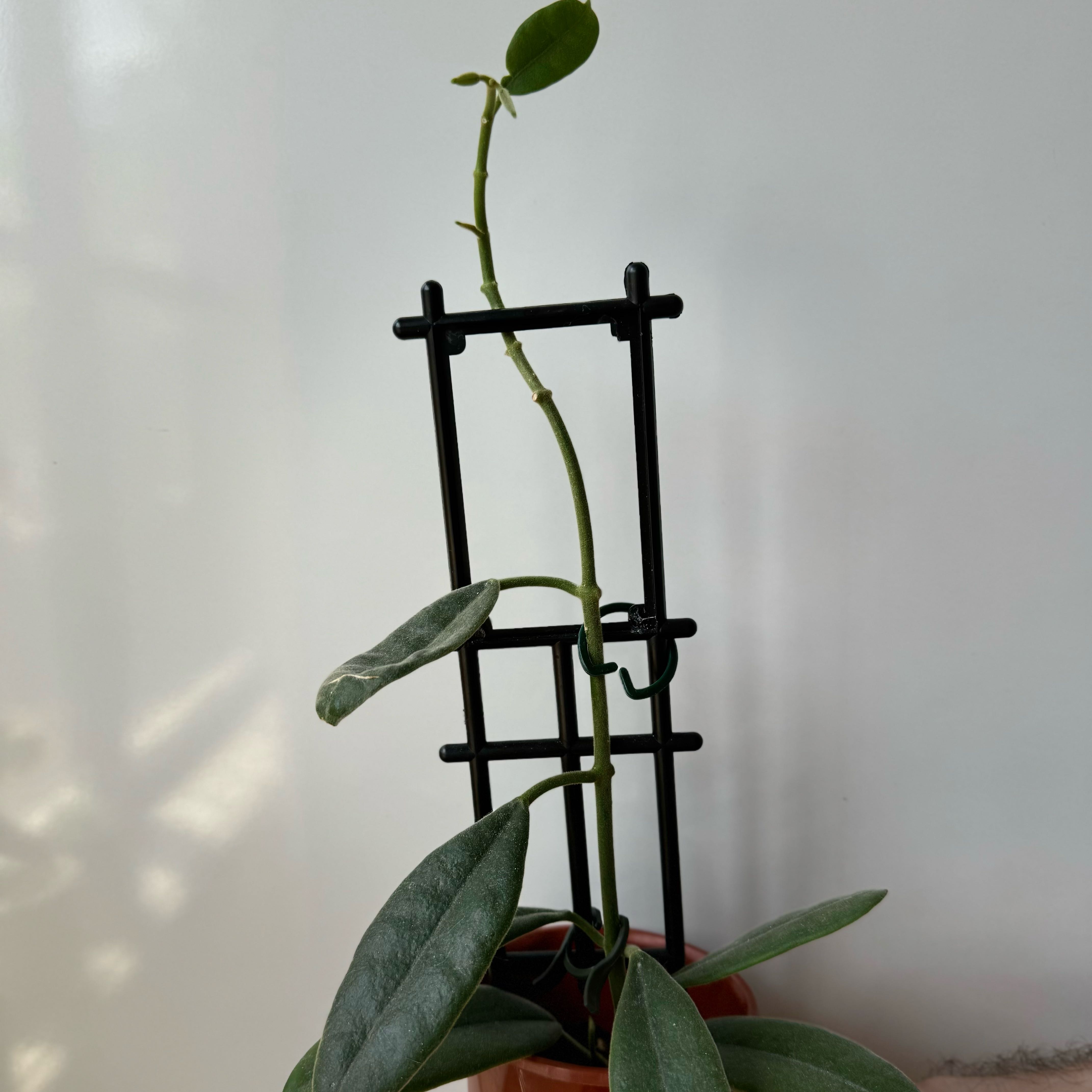 Photo of the plant species Hoya coronaria by @S1mmy7 named Hamilton on Greg, the plant care app