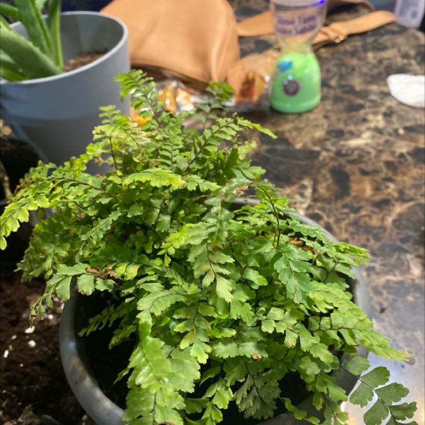 Photo of the plant species Giant Maidenhair by @SvelteCowpea named Scarlett on Greg, the plant care app