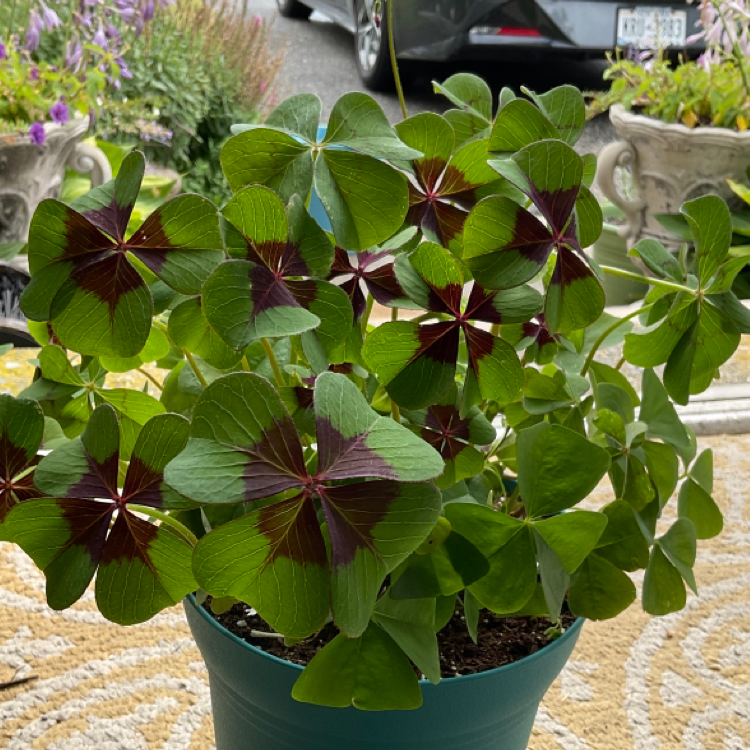 Iron Cross plant with distinctive four-leaf clover-like leaves in a pot.