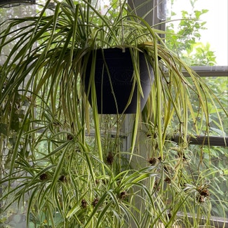 Spider Plant plant in Dover, New York