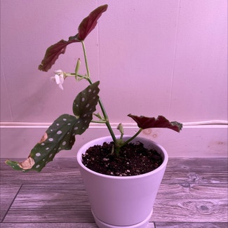 Polka Dot Begonia plant in Dover, New York