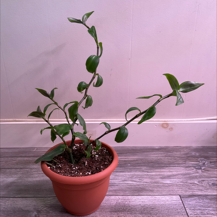 Tradescantia Blushing Bride plant in a terracotta pot with visible soil.