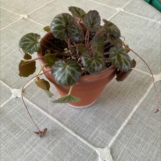 Strawberry Begonia plant in Dover, New York