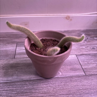 Monkey Tail Cactus plant in Dover, New York