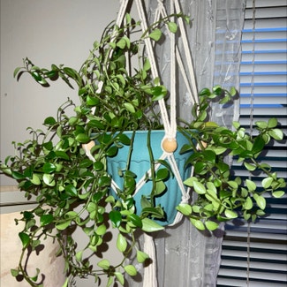 Trailing Jade plant in Dover, New York