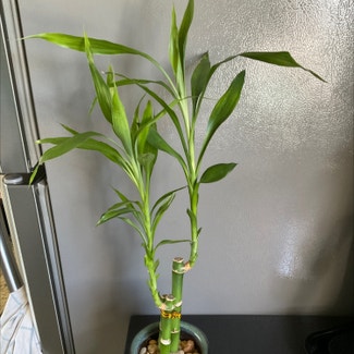 Lucky Bamboo plant in Dover, New York