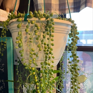 String of Pearls plant in Dover, New York