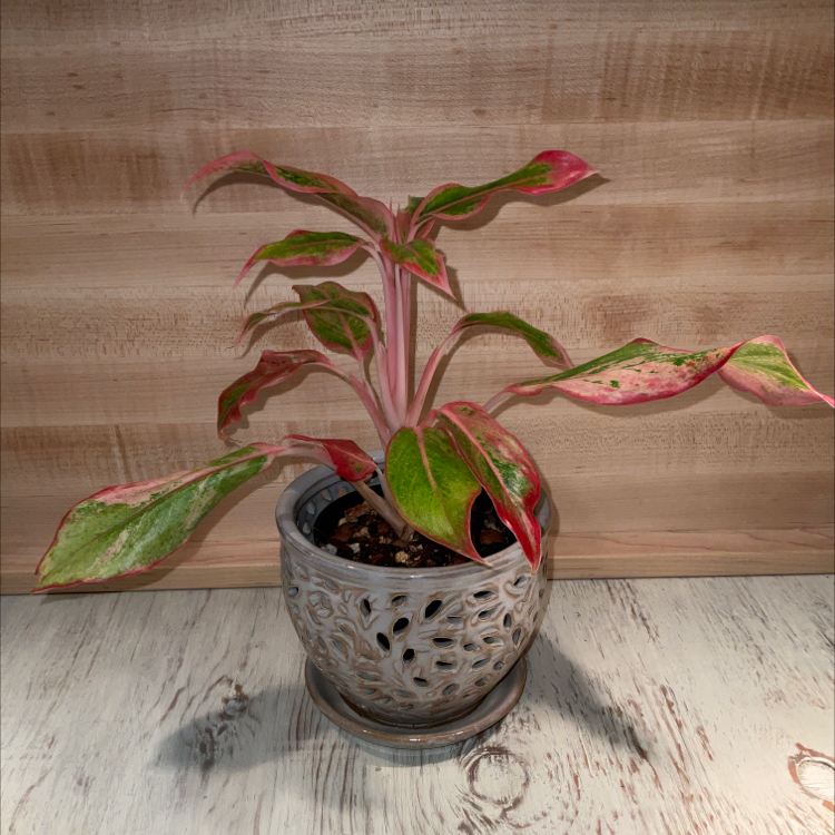 Potted Aglaonema 'Sparkling Sarah' plant with variegated green and pink leaves.