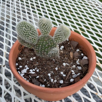 Bunny Ears Cactus plant in Dover, New York