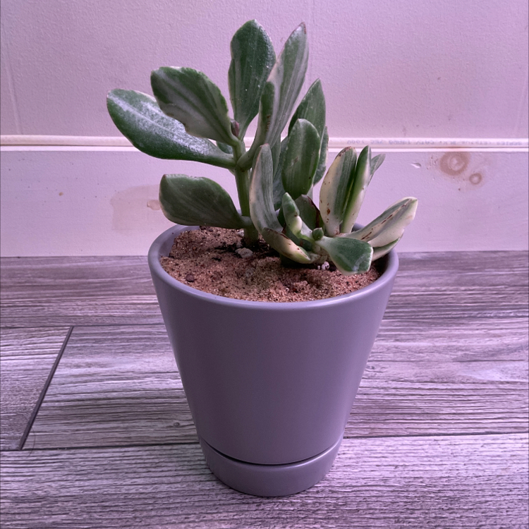 Potted Variegated Jade plant with green and white variegated leaves in a gray pot.