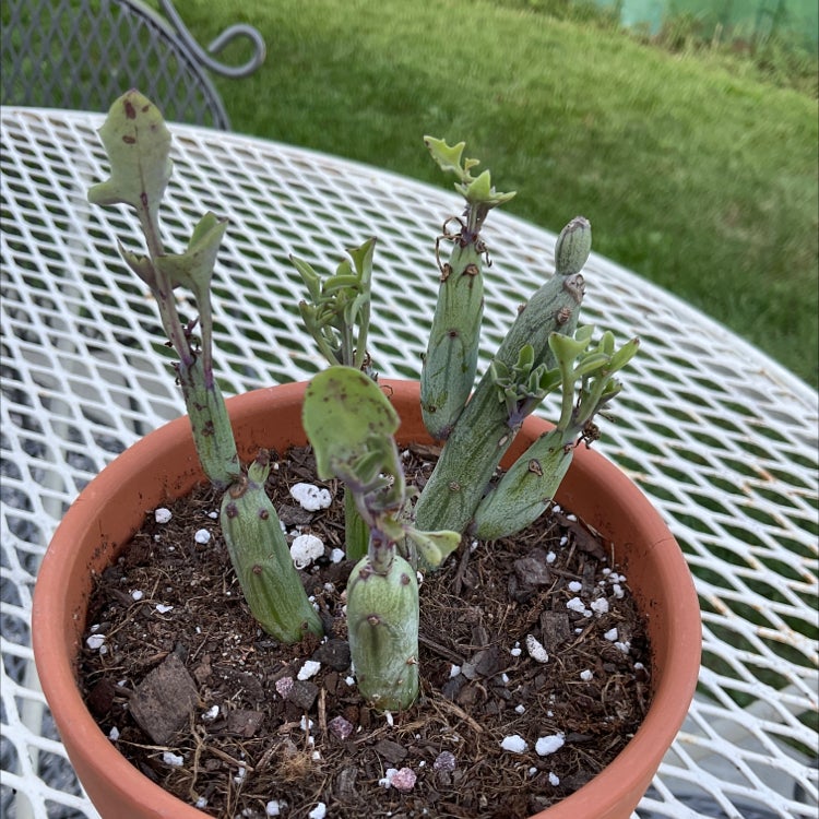 Black Spots on My Candle Plant Leaves