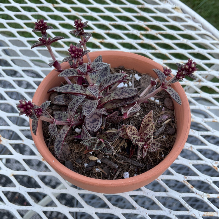 Tiger Jade uploaded to the Greg plant app by @Iamsunrize