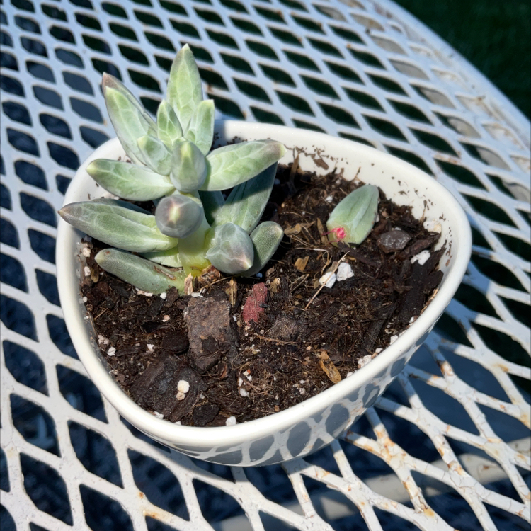 Little Jewel succulent in a white pot on a metal table, with visible soil.