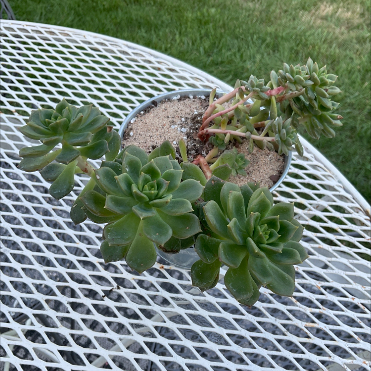 Sedeveria 'Letizia' plant in a pot on a metal table, with visible soil.