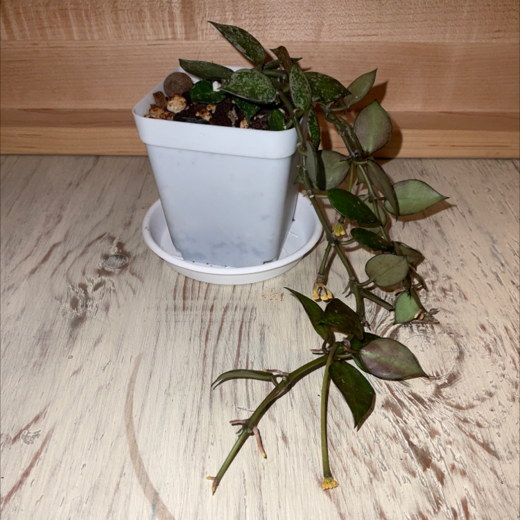 Hoya khroniana Silver Splash plant in a white pot with visible soil, well-framed and healthy.