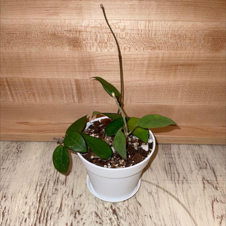 Hoya parasitica 'Black Margin' plant in a white pot with visible soil and healthy green leaves.