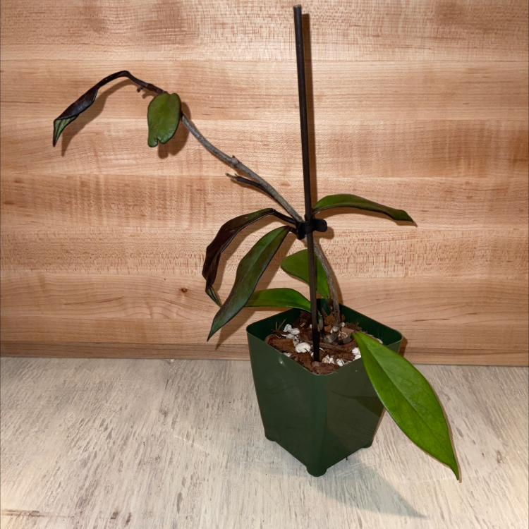 Hoya publicalyx 'Royal Hawaiian Purple' plant in a green pot with some browning leaves.