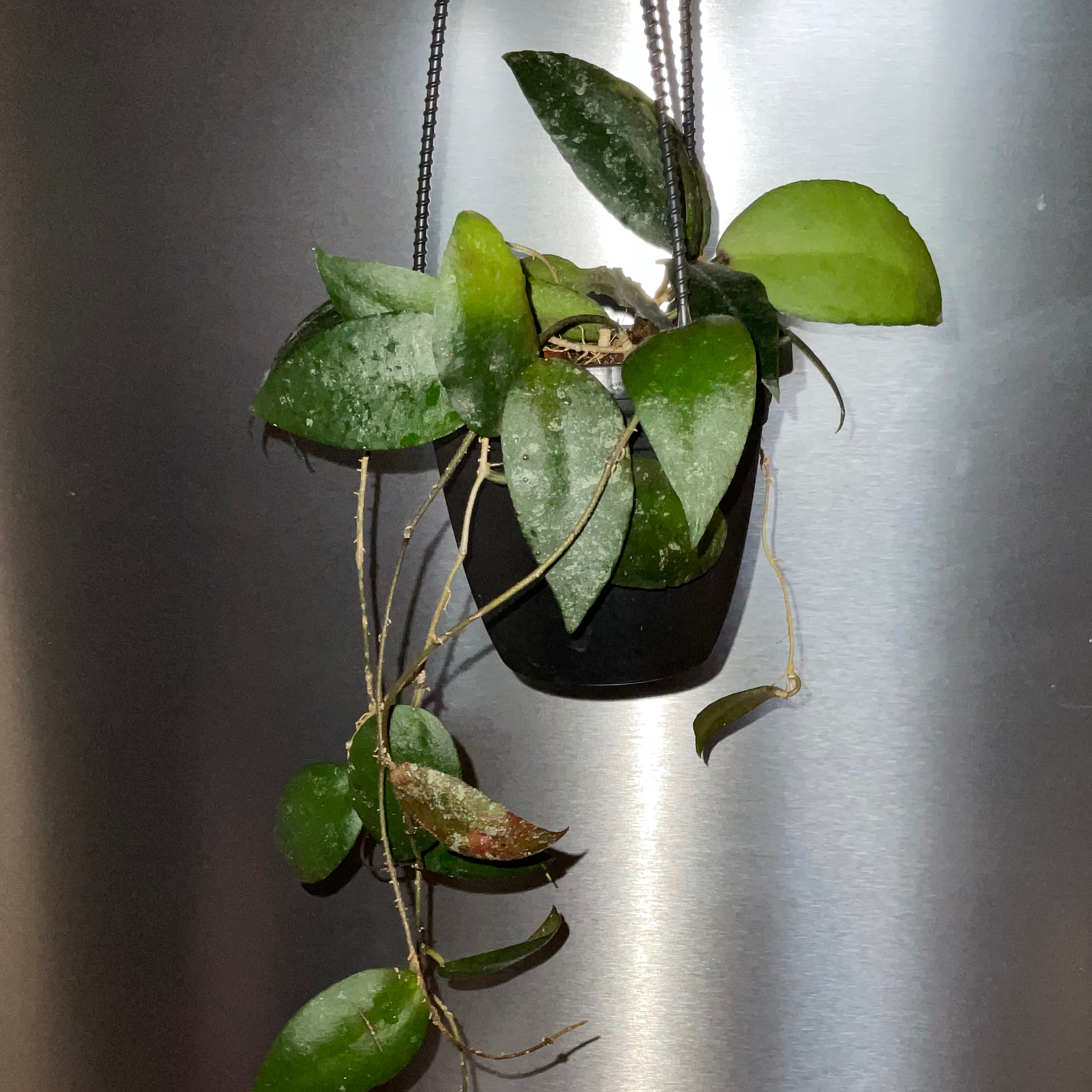 Hoya caudata Sumatra plant in a hanging pot with some white spots on leaves.