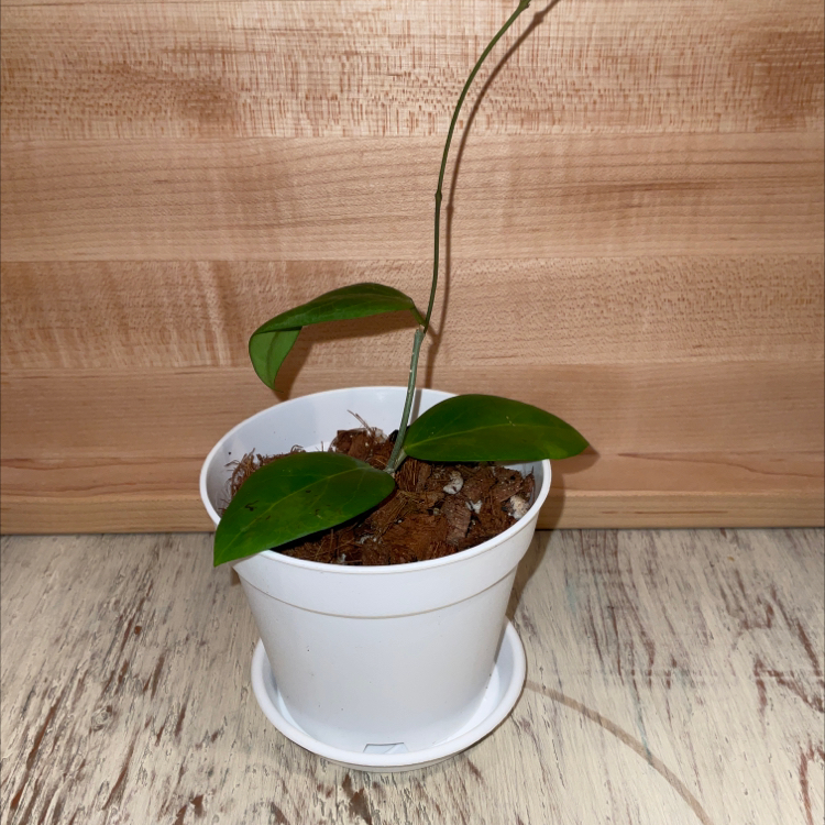 Photo of the plant species Hoya cutis-porcelana by @Iamsunrize named Cutie on Greg, the plant care app