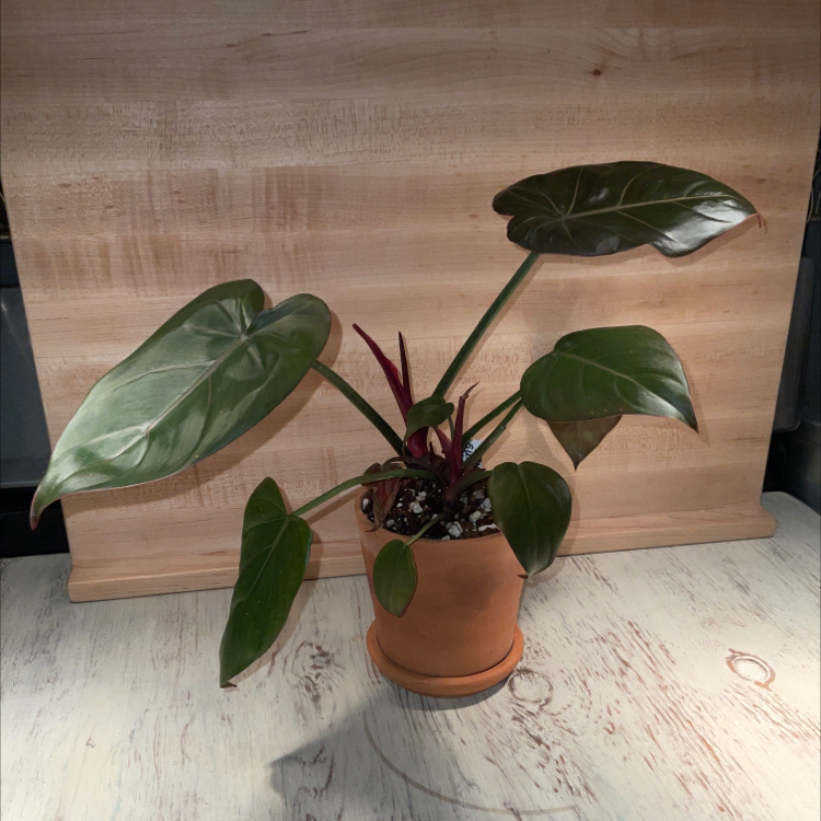 Philodendron 'Summer Glory' plant in a terracotta pot with large green leaves.