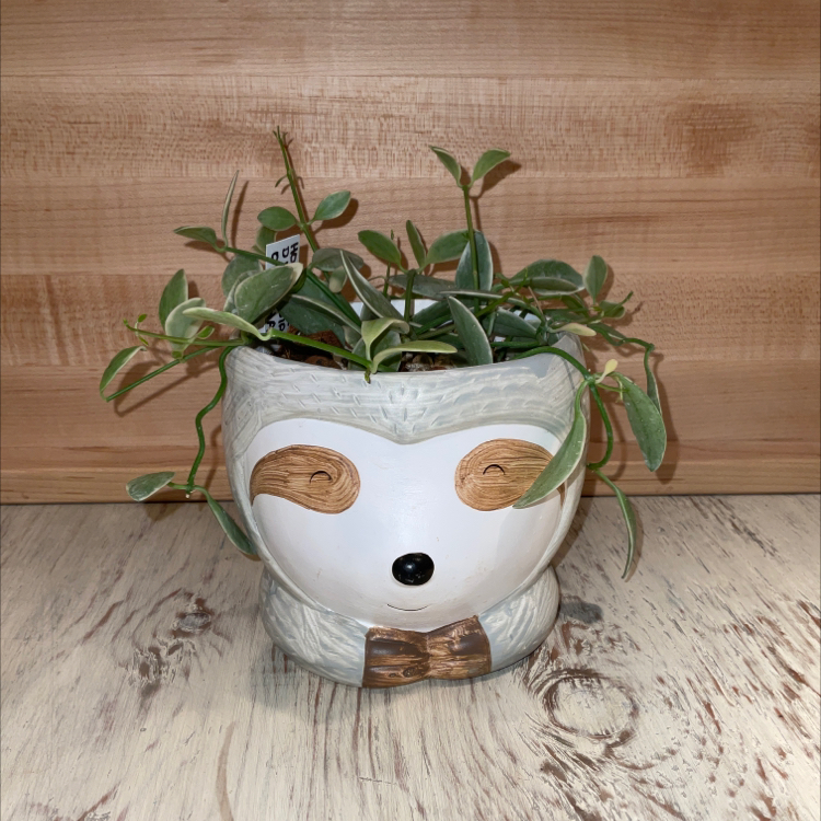 Dischidia oiantha 'Variegata' plant in a decorative pot on a wooden surface.