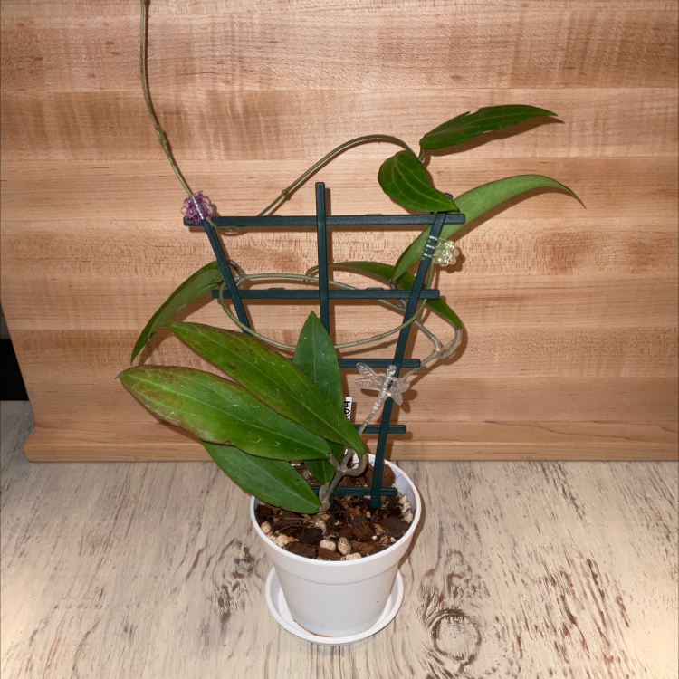 Photo of the plant species Golden Flame by @Iamsunrize named Ola on Greg, the plant care app