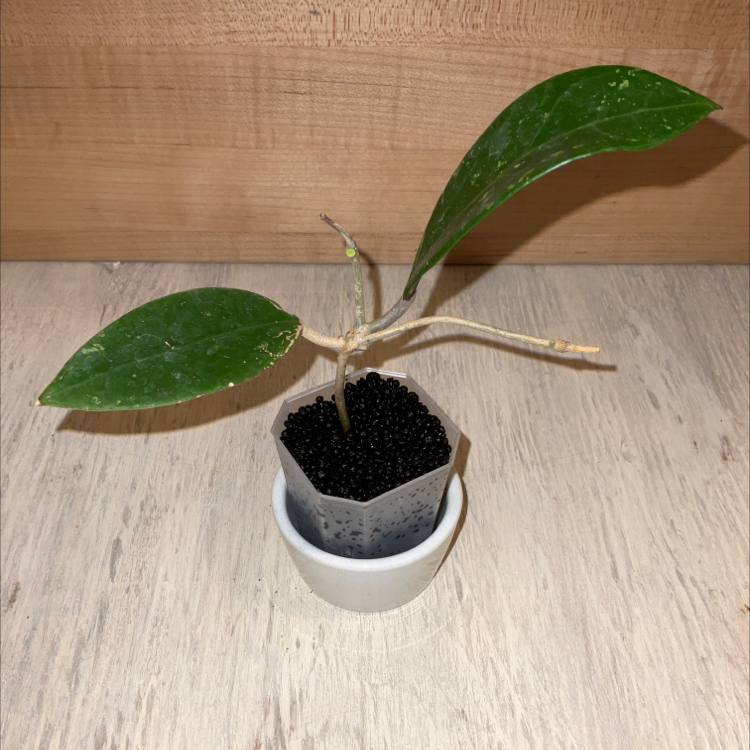 Photo of the plant species Hoya 'Black Leaves' by @Iamsunrize named Velasco on Greg, the plant care app