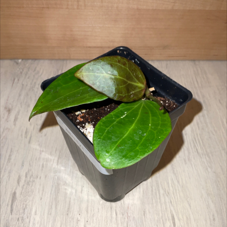 Photo of the plant species Wax Plant by @Iamsunrize named Genieve on Greg, the plant care app