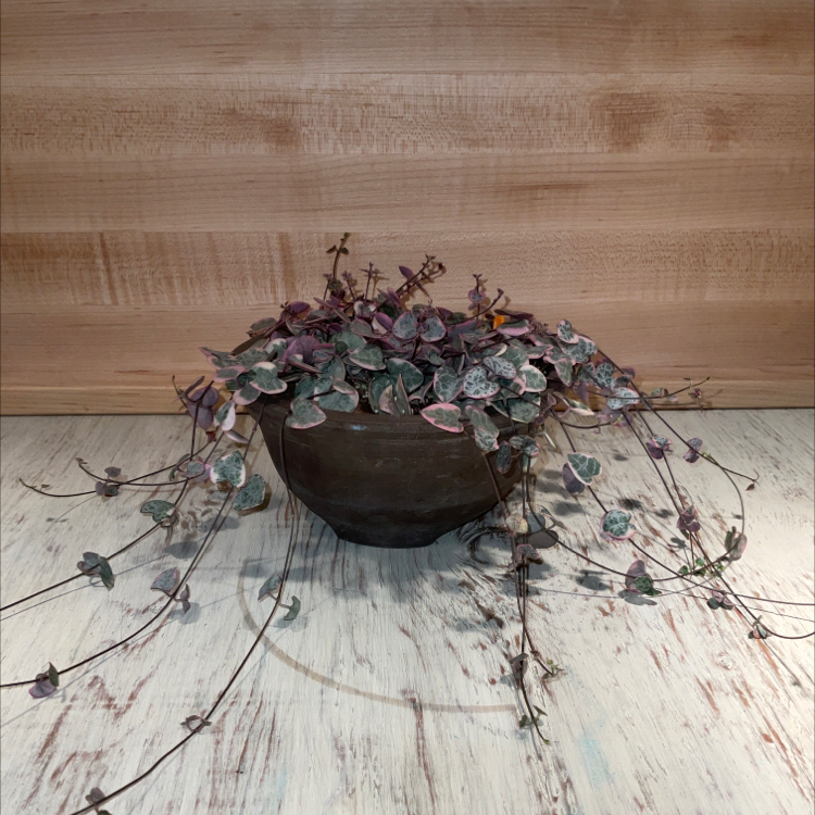 Variegated String of Hearts plant in a pot with trailing vines and heart-shaped leaves.