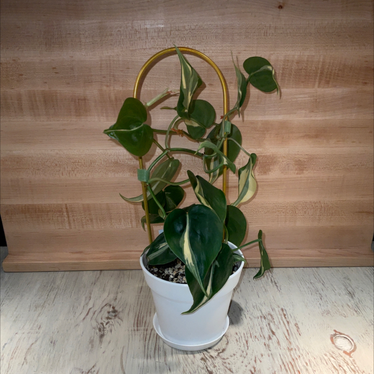 Philodendron 'Rio' plant in a white pot with a yellow trellis, healthy variegated leaves.