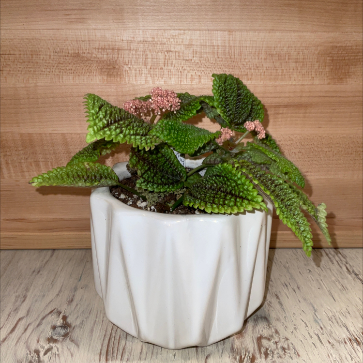 Pilea 'Moon Valley' plant in a white pot with textured green leaves and pinkish flowers.