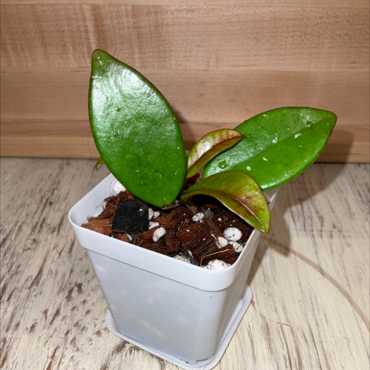 Photo of the plant species Hoya Crystal by @Iamsunrize named Crystal on Greg, the plant care app