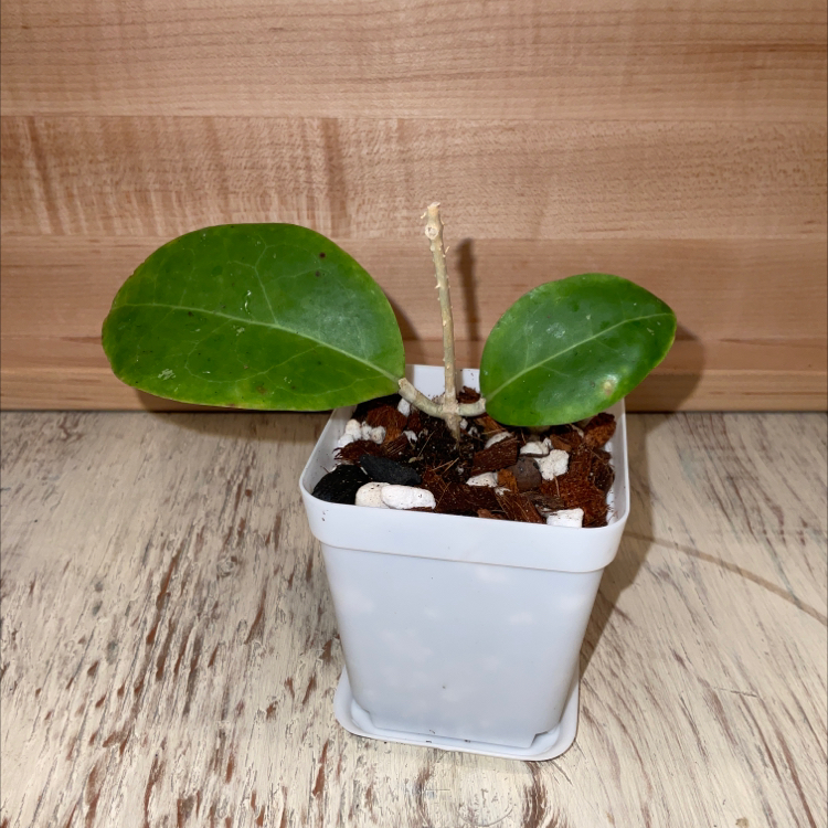 Photo of the plant species waxplant by @Iamsunrize named Bp-04 on Greg, the plant care app