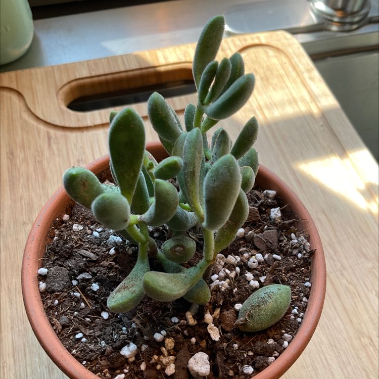 Potted Crassula rogersii succulent with healthy, fleshy leaves in well-draining soil.