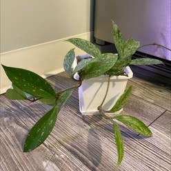 Hoya pubicalyx 'Splash' plant