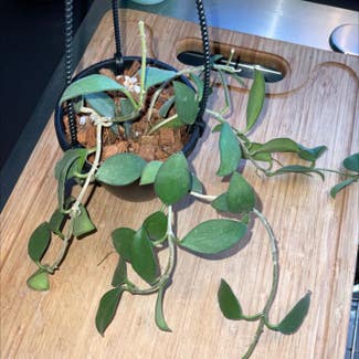 Hoya nummularioides plant in Dover, New York