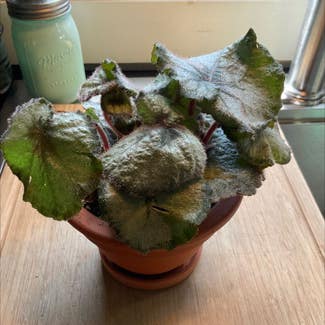Rex Begonia plant in Dover, New York