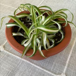 Curly Spider Plant plant in Dover, New York