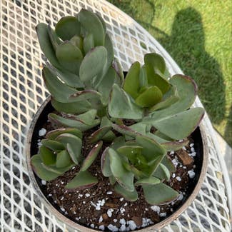 Silver Jade Plant plant in Dover, New York