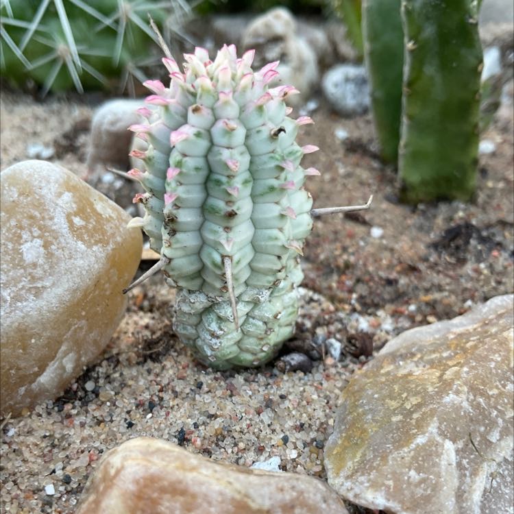 Corncob Cactus with pinkish tips in sandy soil surrounded by rocks.