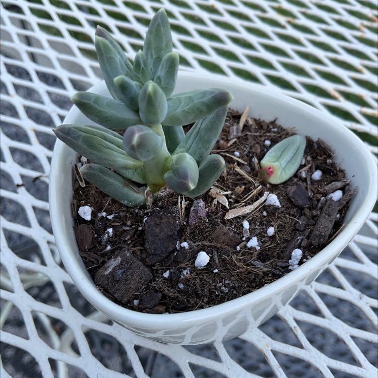 Little Jewel succulent in a white pot on a metal mesh table. Soil is visible.