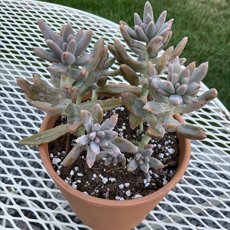 Potted Graptosedum 'Francesco Baldi' succulent plant on a white metal table.
