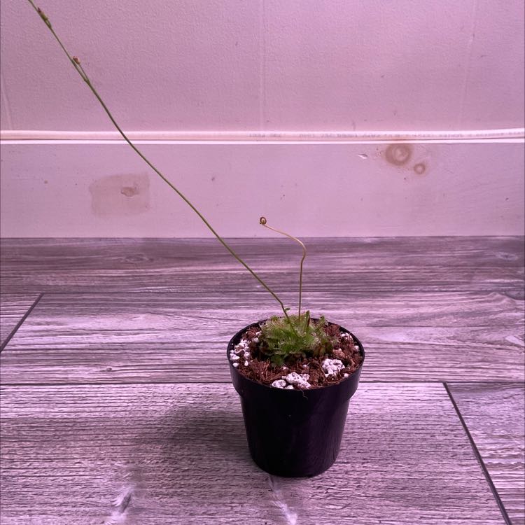 Potted Round-Leaved Sundew plant with green leaves and long stalks on a wooden floor.