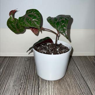 Red Betel plant in Dover, New York