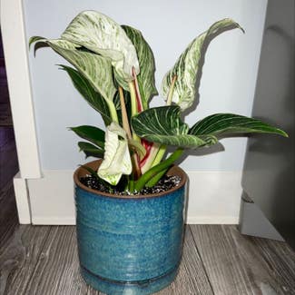 Philodendron Birkin plant in Dover, New York